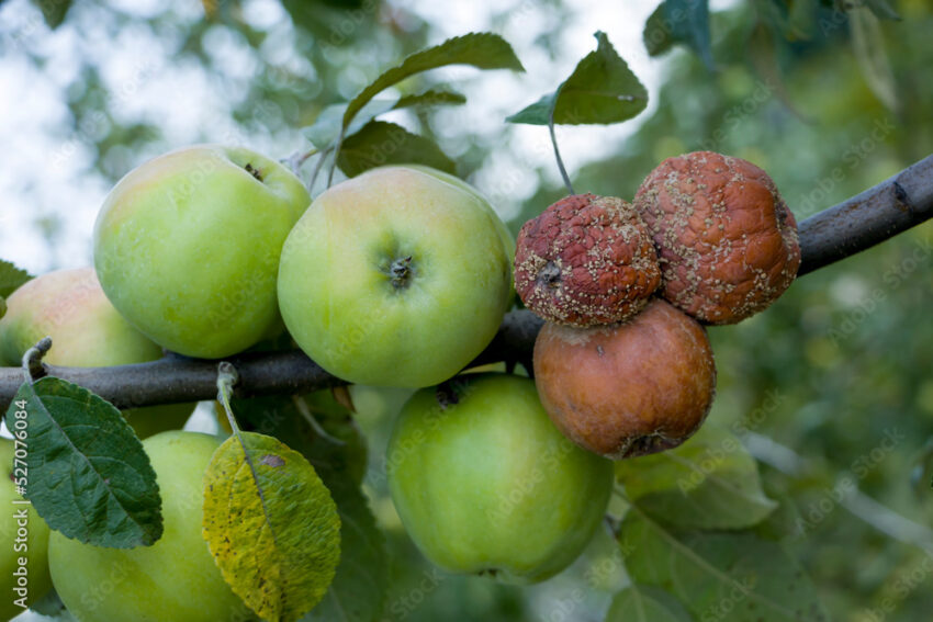 Does Undigested Food Rot in Your Gut? Separating Fact from Fiction