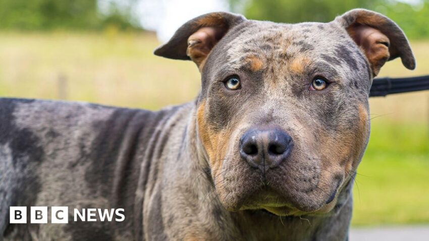Fueling Your Gentle Giant: The Ultimate Guide to Food for XL Bullies