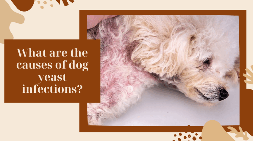 Yeast in Dog Food: Benefits, Risks, and What Pet Owners Need to Know