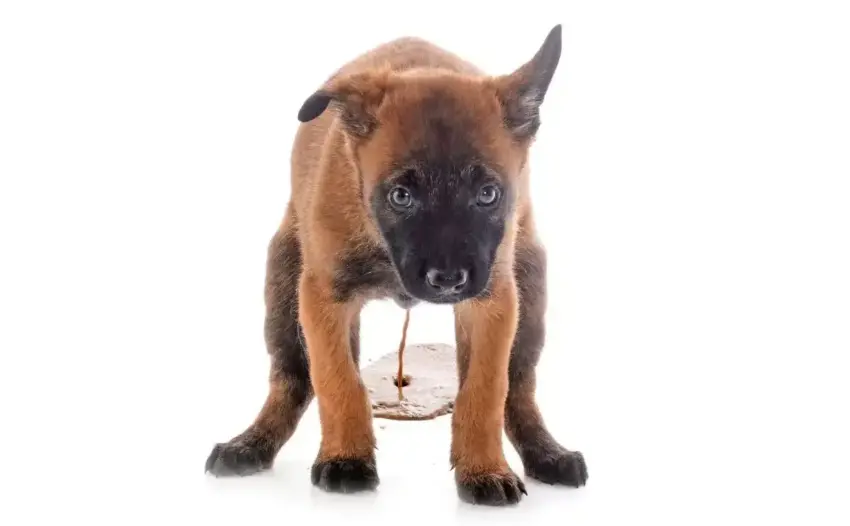 Food and Dog Diarrhea: Understanding the Connection and Finding Relief