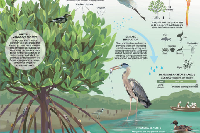 Unraveling the Food Web of Mangroves: A Vital Coastal Ecosystem