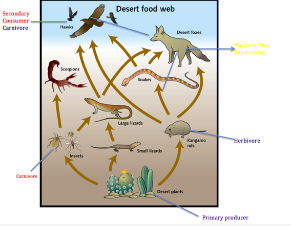 Unraveling the Intricate Web of Life: Exploring the Desert Food Web