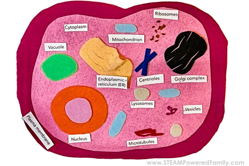 Cell Foods: Nourishing Your Body at the Cellular Level