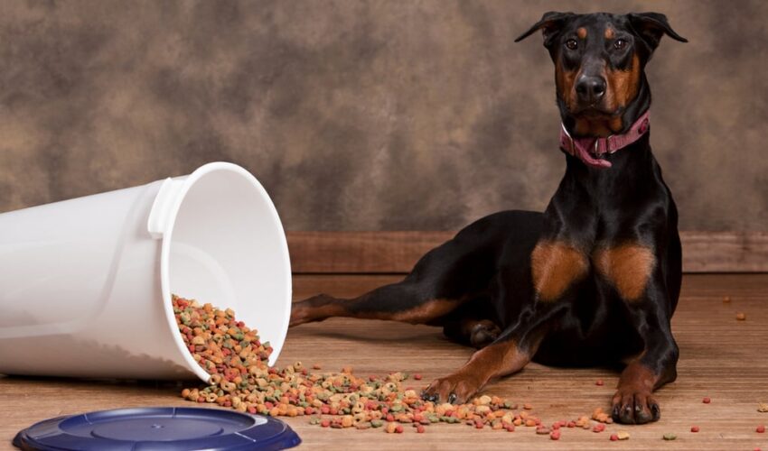 Good Dog Food for Dobermans: A Comprehensive Guide to Nutrition