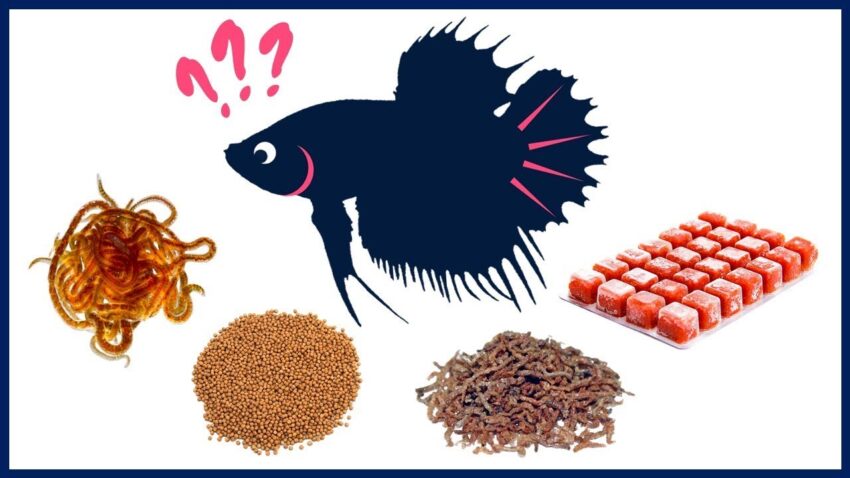 Betta Fish Foods: A Comprehensive Guide to Feeding Your Fin-tastic Friend