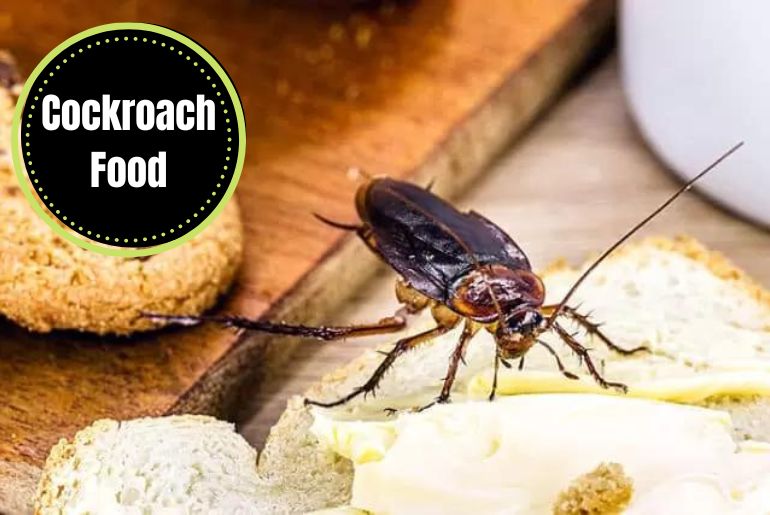 The Ultimate Guide to Cockroach Food: What They Eat, How They Find It, and How to Prevent Infestations