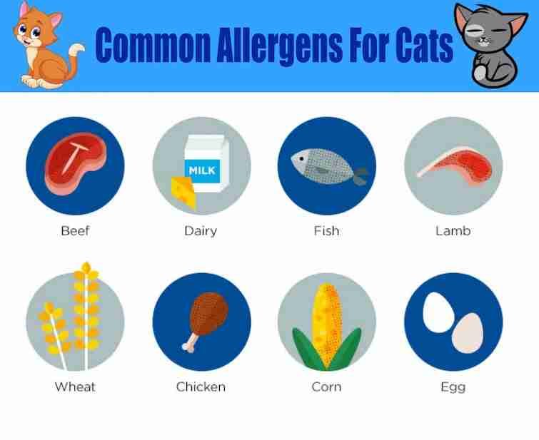 Unraveling Feline Allergies: A Comprehensive Guide to Cat Food Allergy Tests