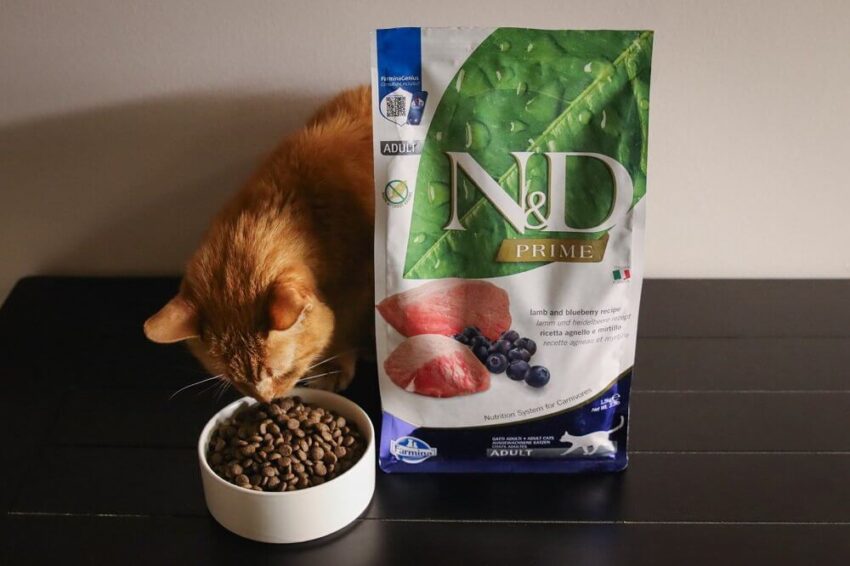 Farmina Cat Food: A Comprehensive Review for Discerning Cat Owners