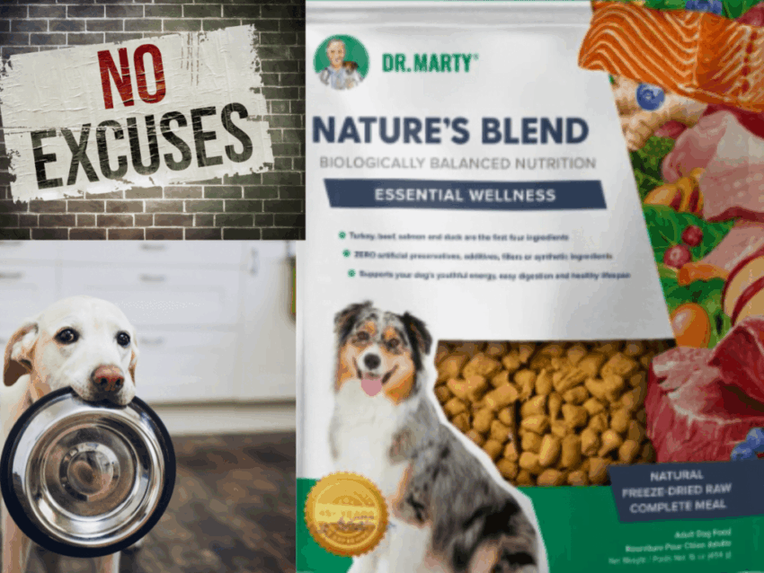 Nature’s Blend Dog Food: A Comprehensive Review for Discerning Pet Owners
