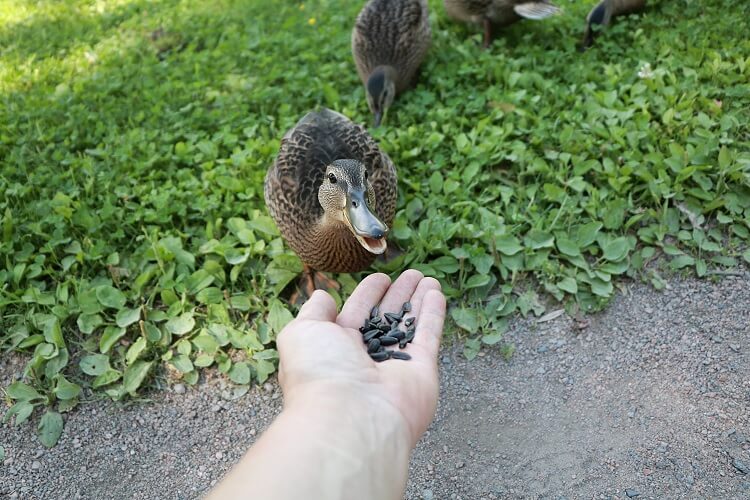Do Ducks Eat Cat Food? A Comprehensive Guide to Duck Diet and Nutritional Needs
