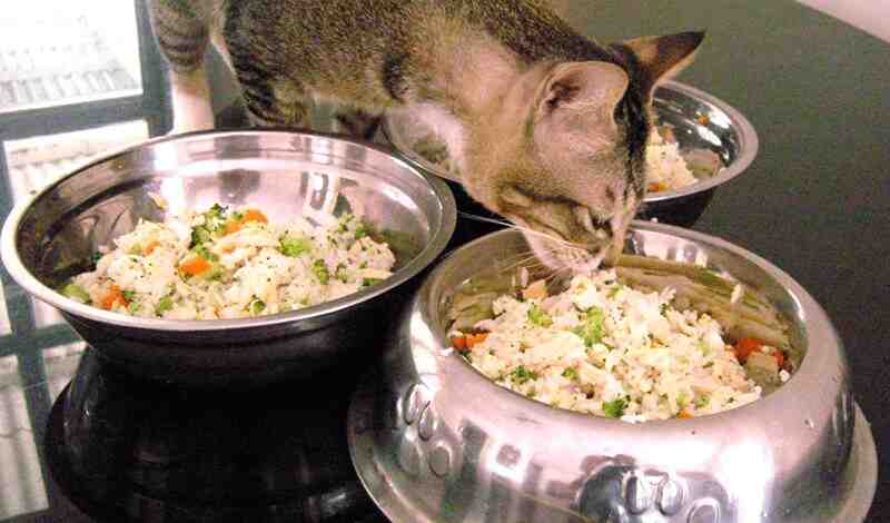 Fueling Your Feline Friend: A Comprehensive Guide to High-Calorie Cat Foods