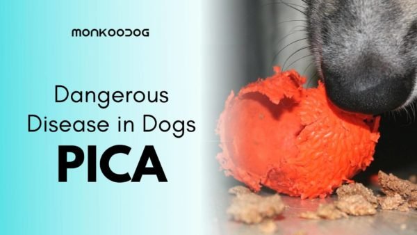 Dog Food for Pica: Understanding, Preventing, and Treating This Eating Disorder