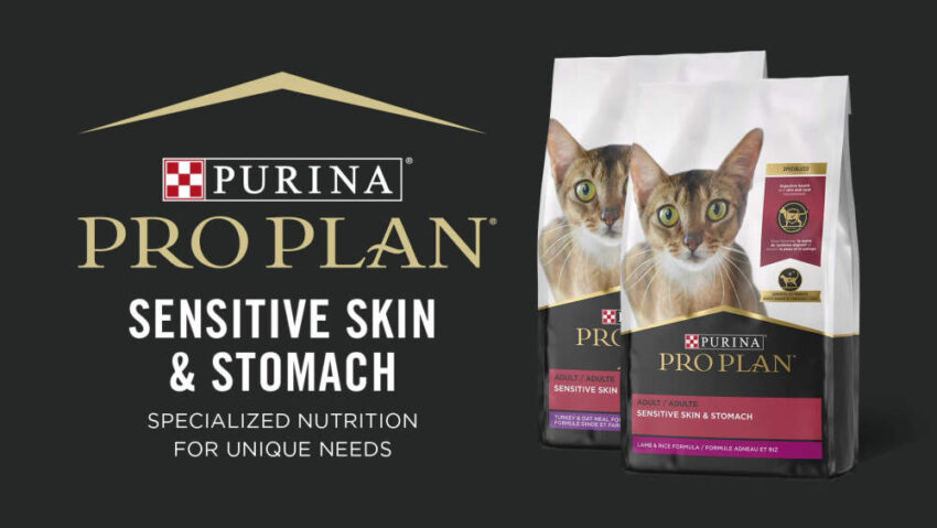 Sensitive Stomach Kitten Food: A Guide to Choosing the Right Diet for Your Fussy Feline