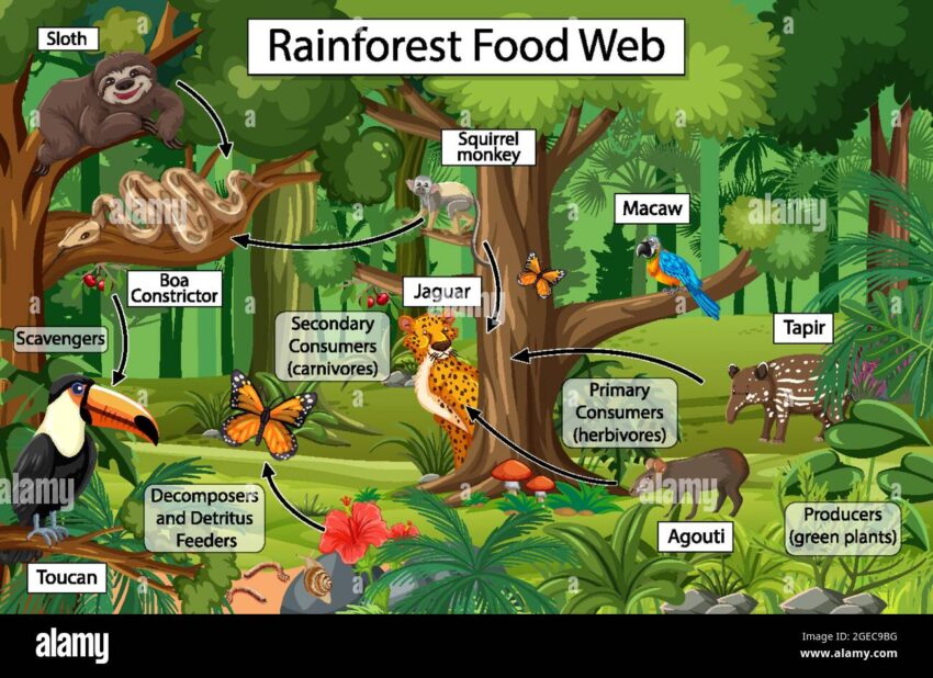 Untangling the Complex Web of Life: A Deep Dive into Forrest Food Webs