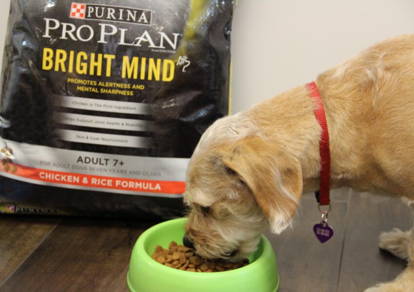 Bright Minds Dog Food: Fueling Canine Intelligence and Well-being