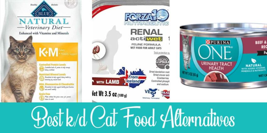 A/D Cat Food: A Comprehensive Guide for Cat Owners