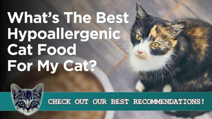 The Ultimate Guide to Hypoallergenic Cat Food: Keeping Your Sensitive Feline Happy