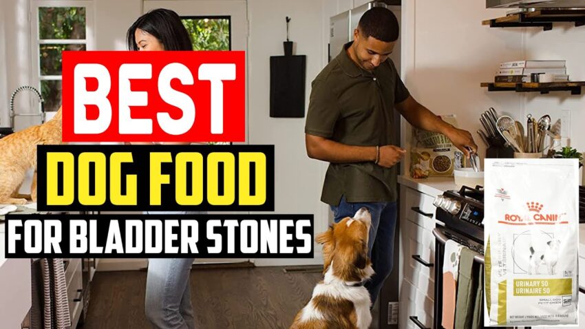 The Ultimate Guide to Dog Food for Bladder Infections: Prevention and Management