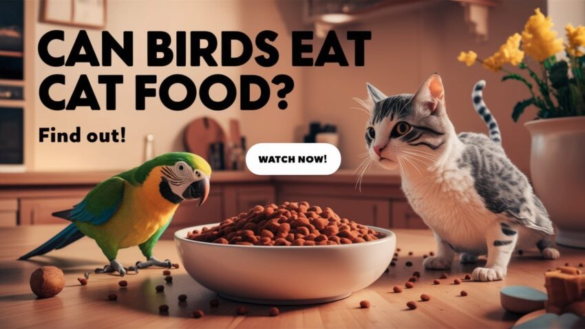 Do Birds Eat Cat Food? Understanding the Risks and Alternatives
