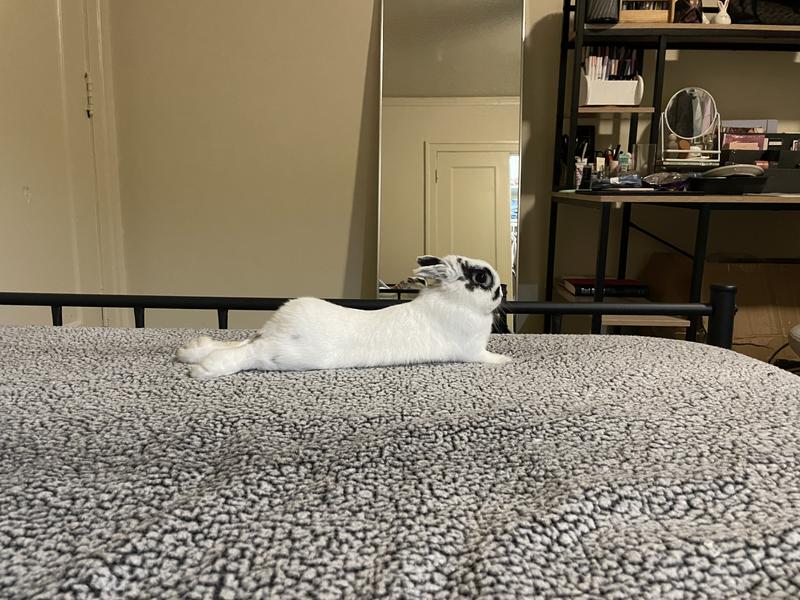 Oxbow Garden Select Rabbit Food: A Comprehensive Review for Discerning Rabbit Owners