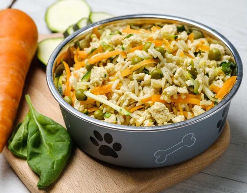 Dog Food America: Navigating the Best Choices for Your Canine Companion
