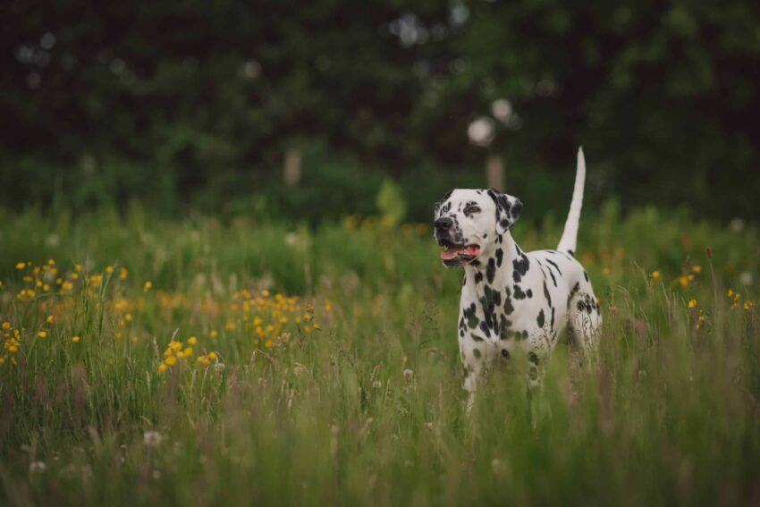 The Ultimate Guide to Choosing the Best Dalmatian Dog Food