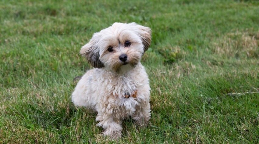 The Ultimate Guide to the Best Dog Food for Morkies: Keeping Your Morkie Healthy and Happy