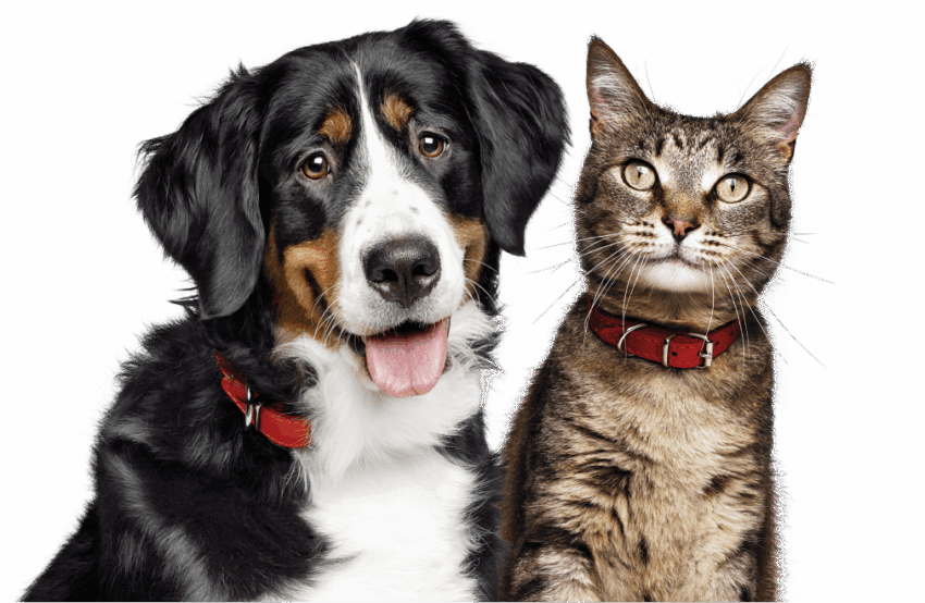 I/D Dog Food: Understanding Canine Digestive Health and Specialized Nutrition